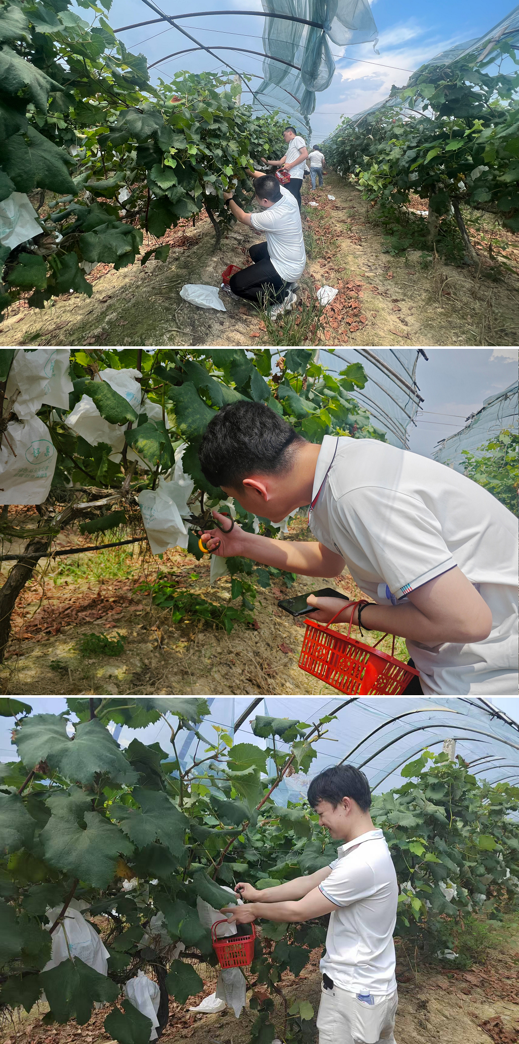 1723601265133022803.png 1723601265133022803.png